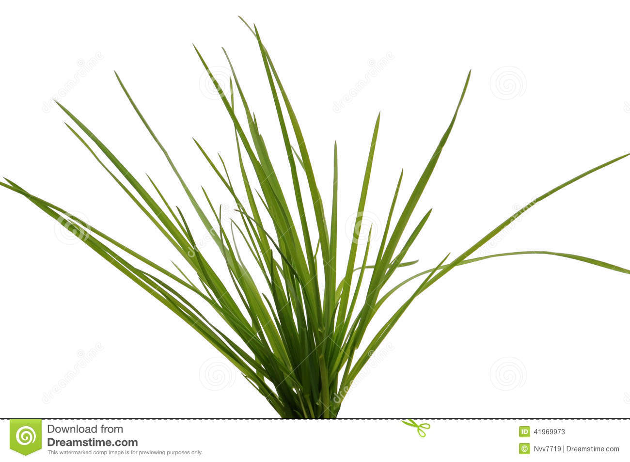 Tuft Green Grass Stock Photos, Images, & Pictures. Tuft Green Grass Stock Photos, Images, & Pictures.