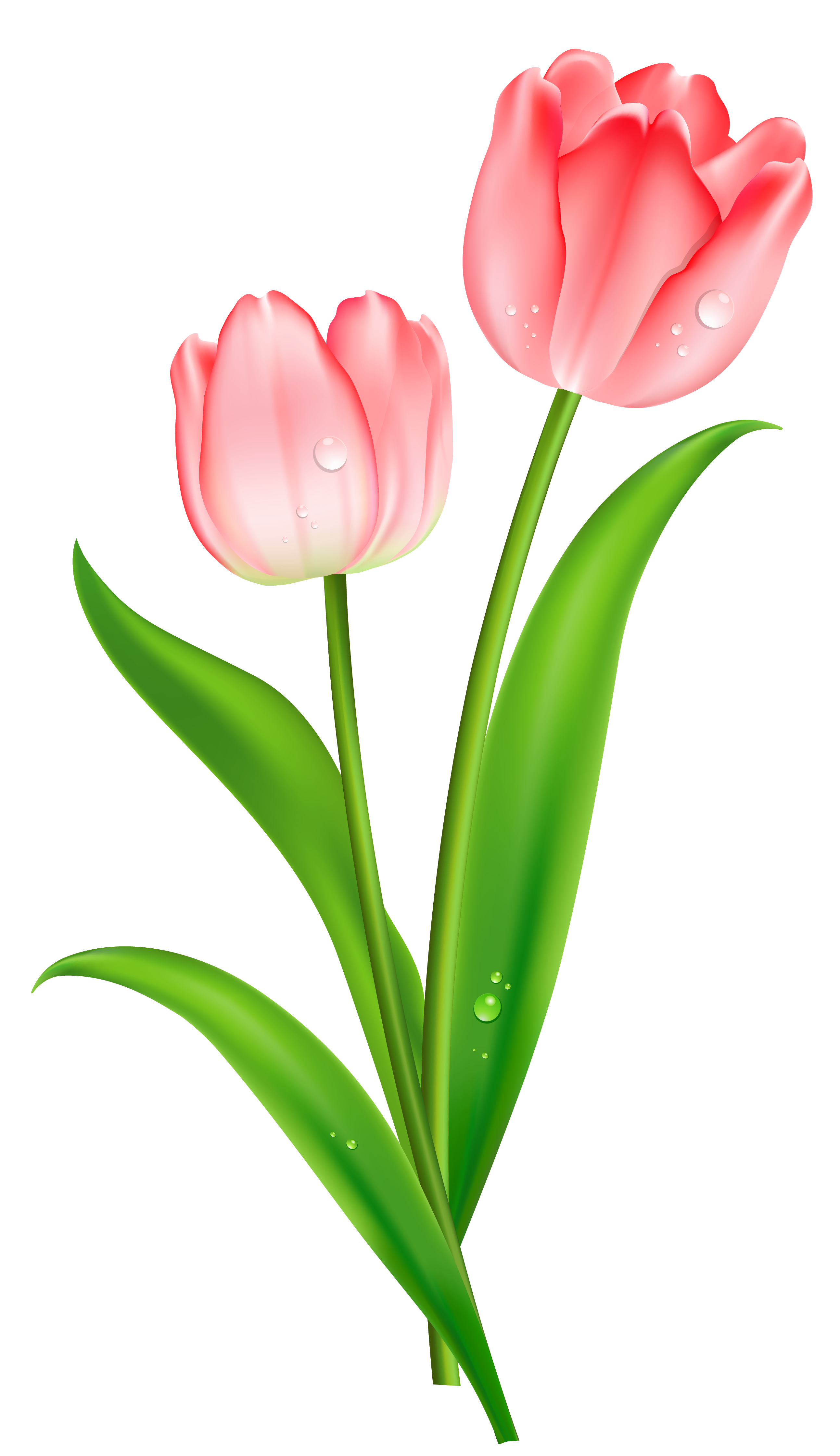 Free Free Tulip Cliparts, Download Free Clip Art, Free Clip.