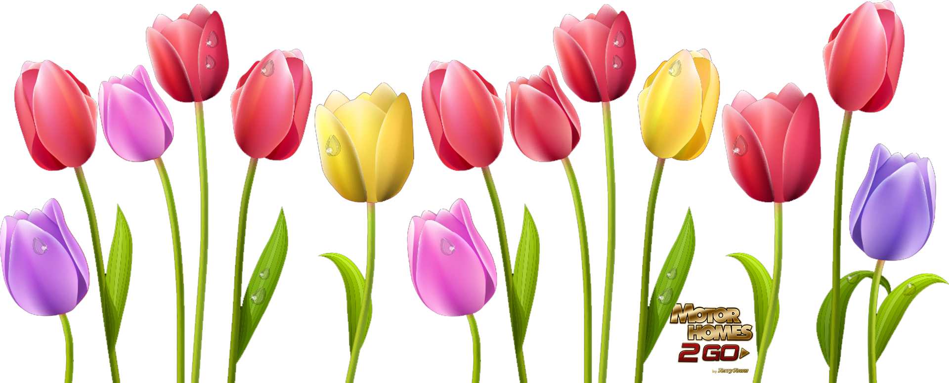 Clipart free tulip, Picture #526738 clipart free tulip.