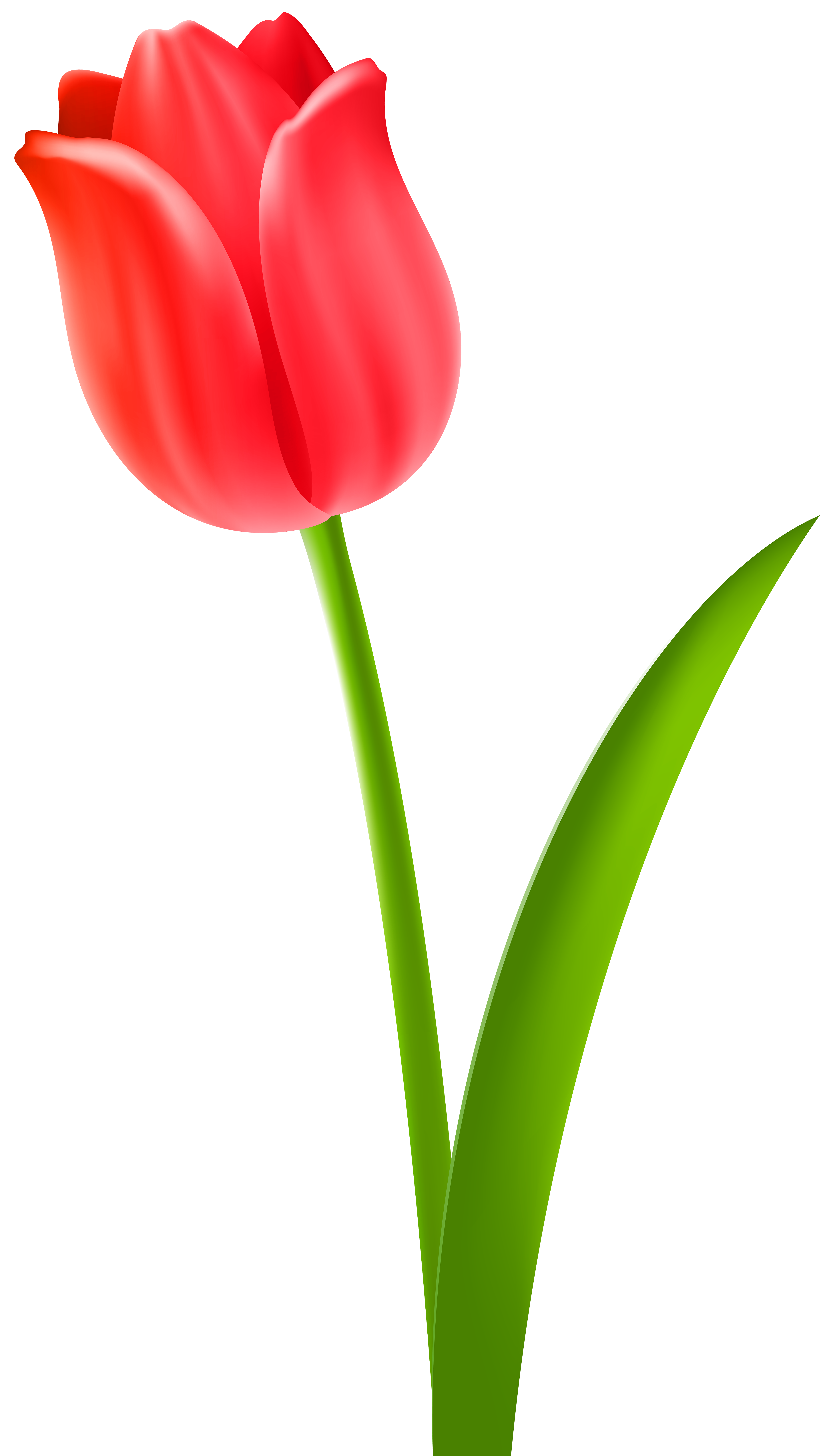 Simple Tulip Clipart Free Images At Clker Com Vector Clip Art | My XXX ...