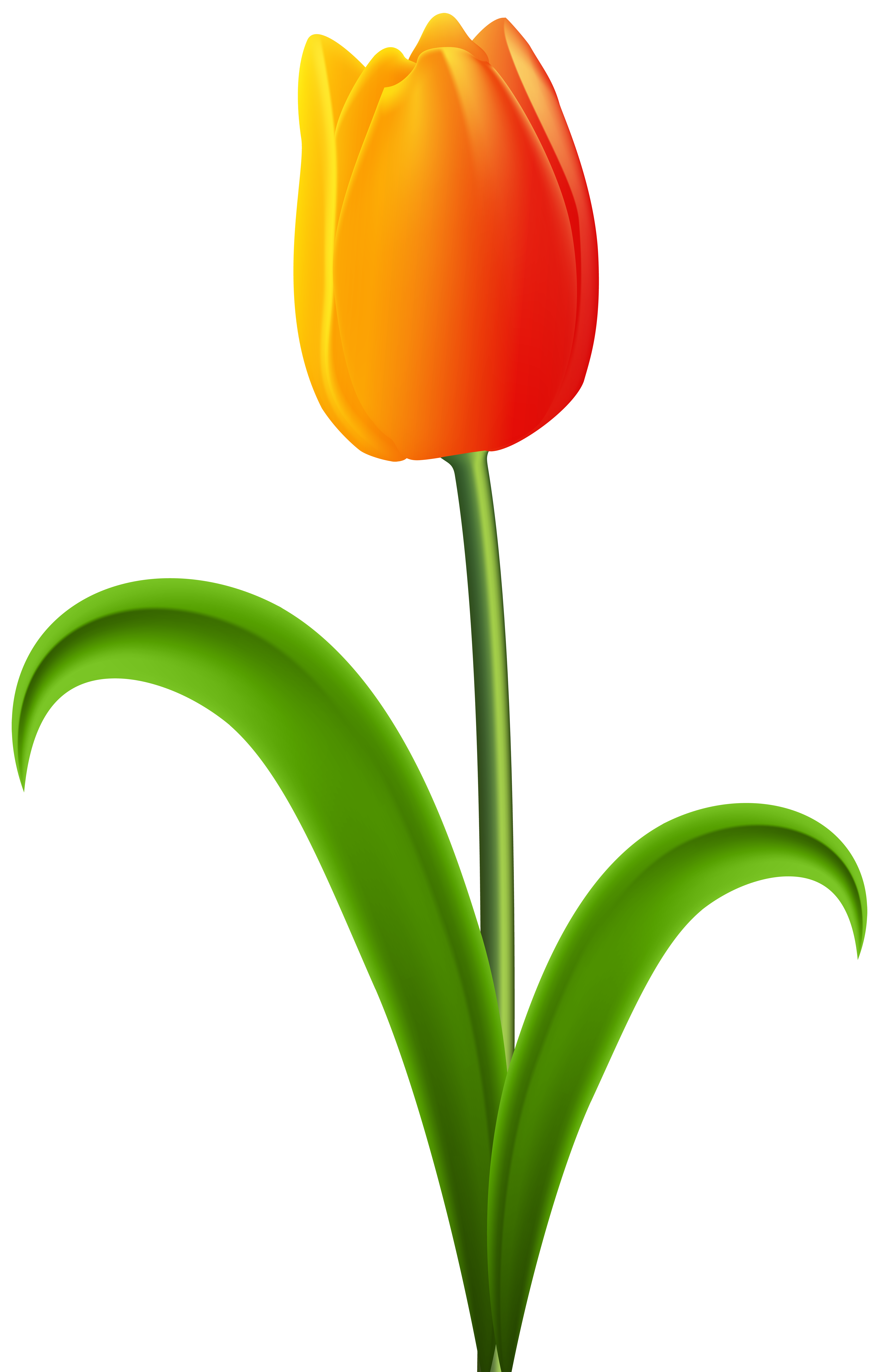 Beautiful Tulip Transparent PNG Clip Art.