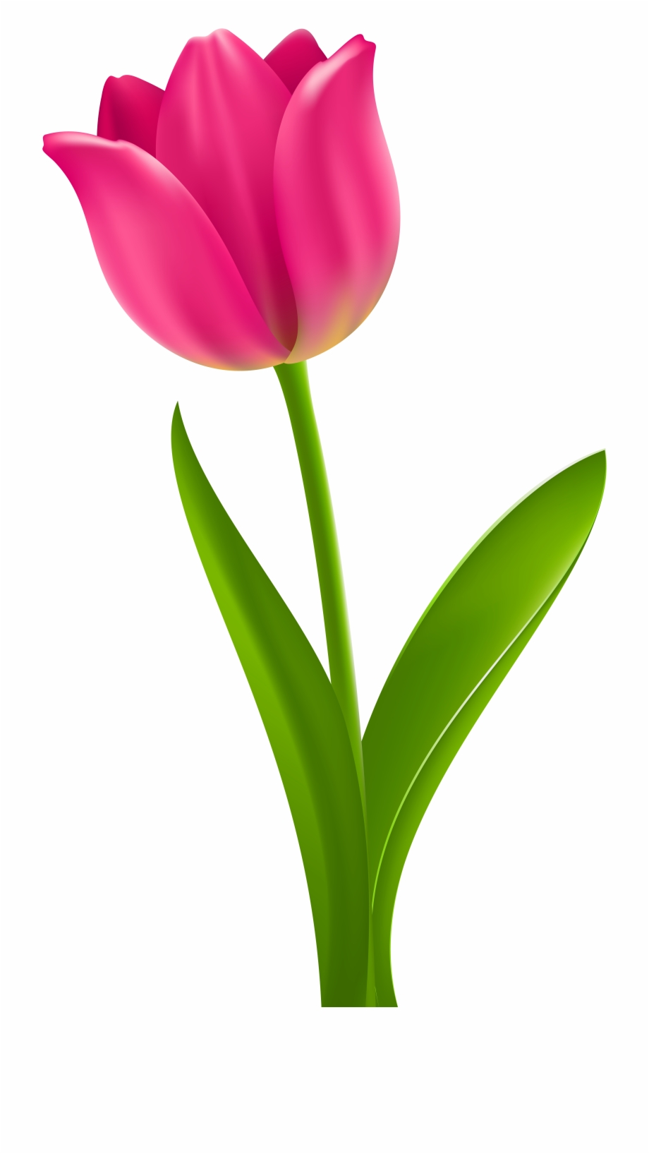 Tulip Flower Clip art.