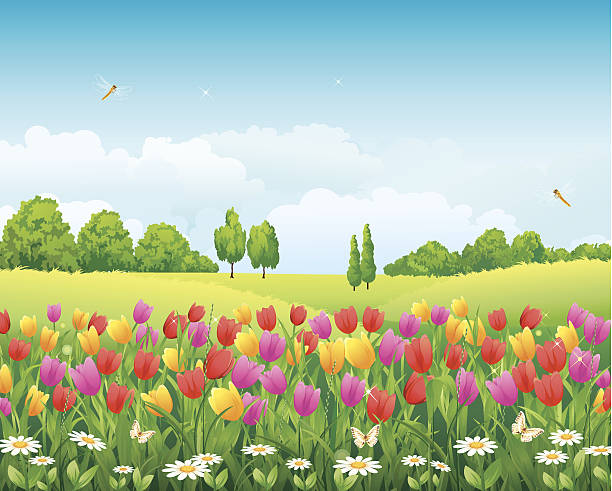 Tulip Field Clip Art, Vector Images & Illustrations.