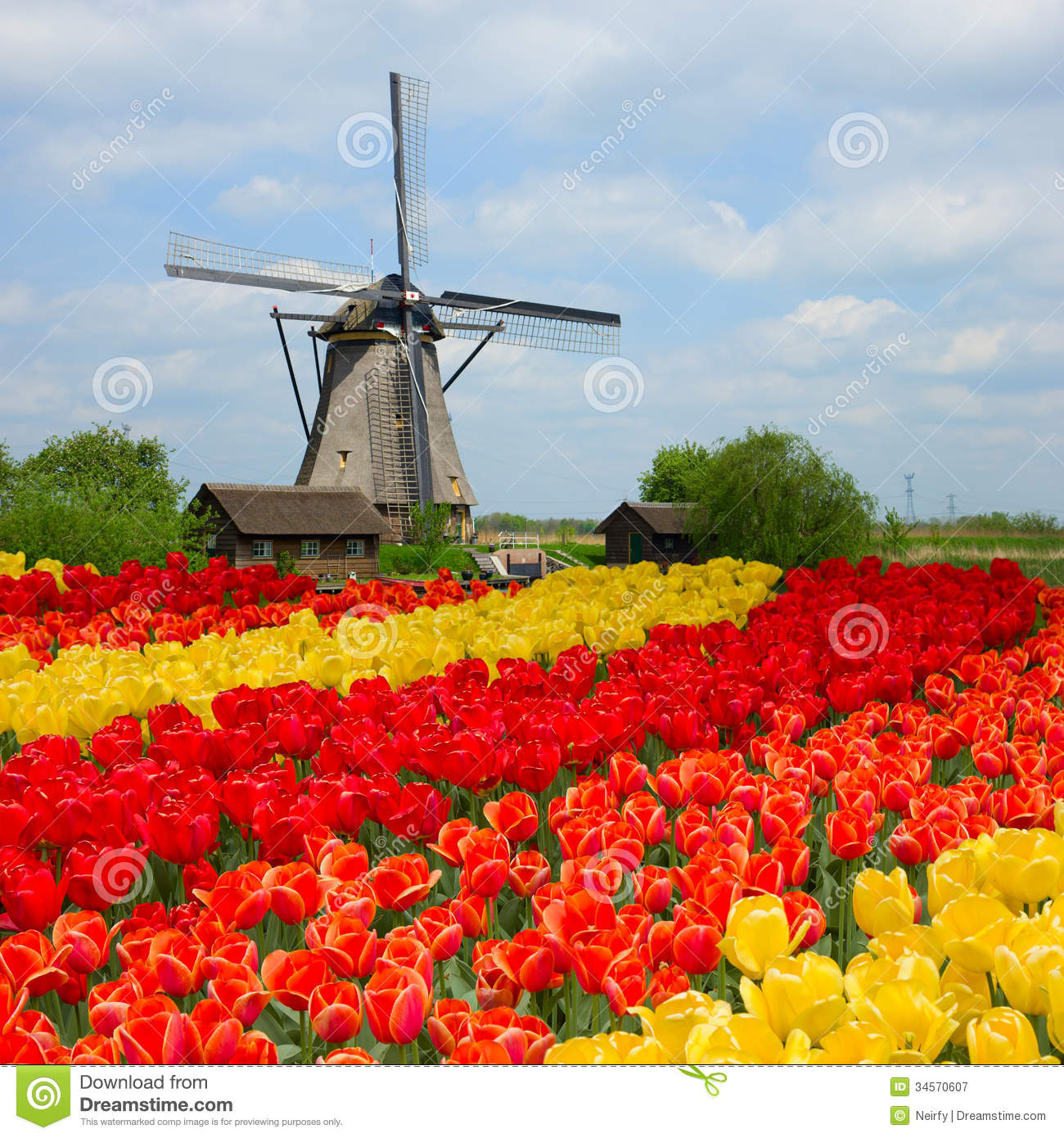 Netherlands Tulips Stock Photos, Images, & Pictures.