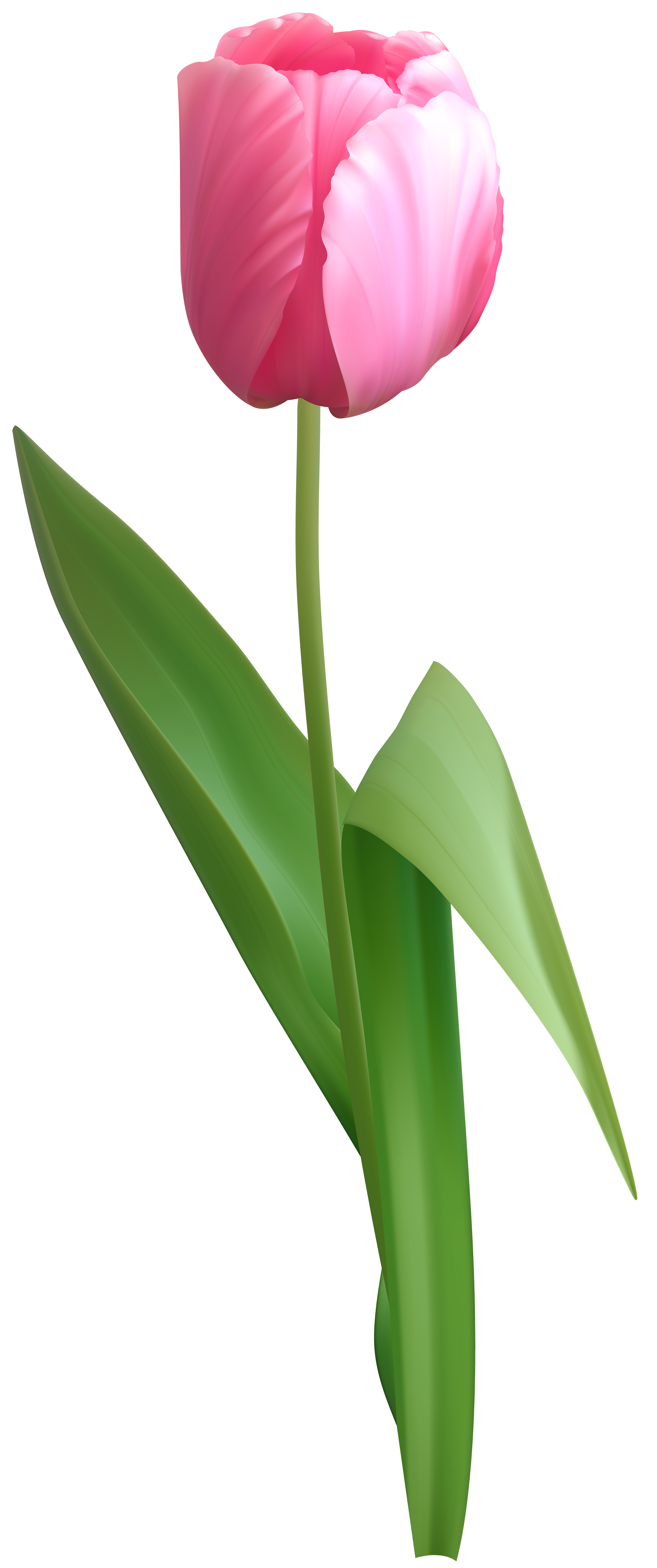 Tulip Vector Png