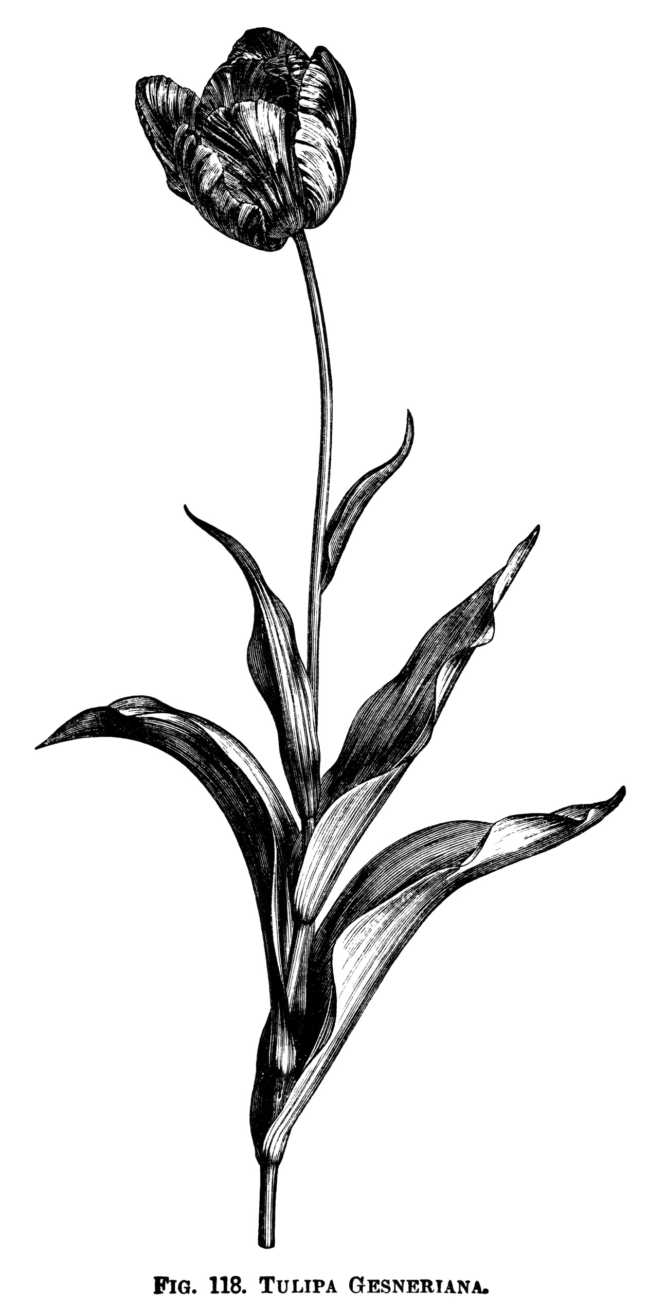 Tulipa Gesneriana ~ Free Printable Vintage #Tulip #Clipart.