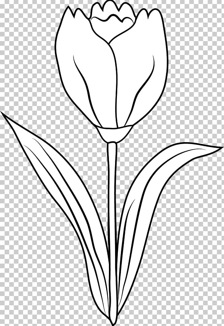 Tulip Black And White Drawing Coloring Book PNG, Clipart.