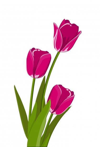 Tulips Illustration Clipart Free Stock Photo.