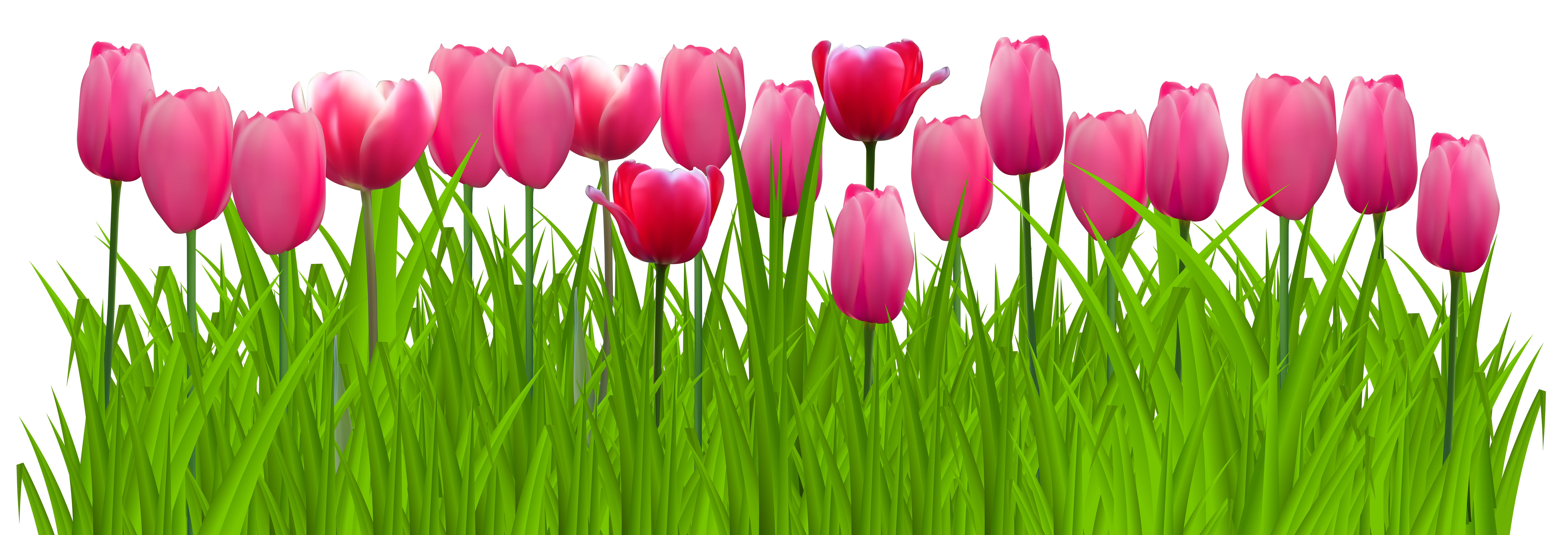 Tulips Clipart Images.