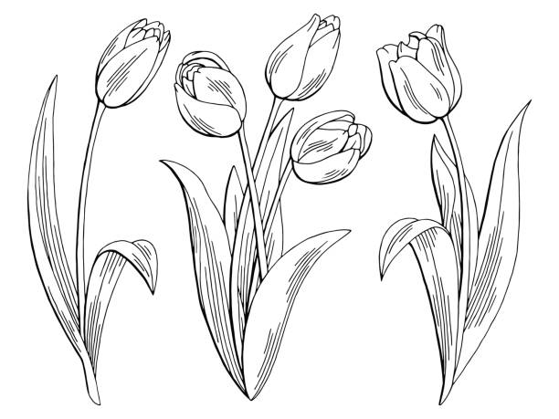 1099 Tulip free clipart.