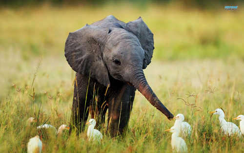 baby elephants.
