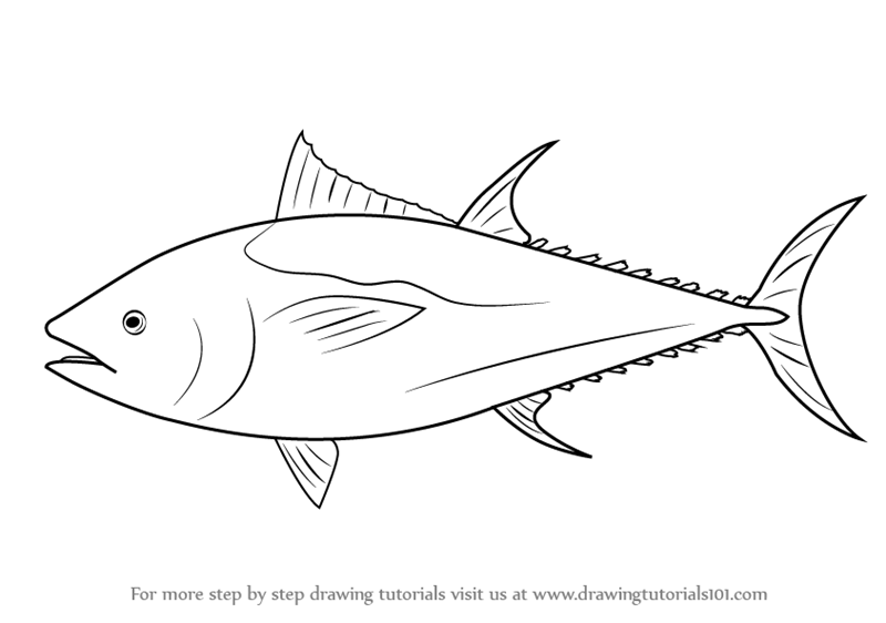 Learn How to Draw an Atlantic Bluefin Tuna (Fishes) Step by.