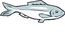 Tuna Fish Clip Art.