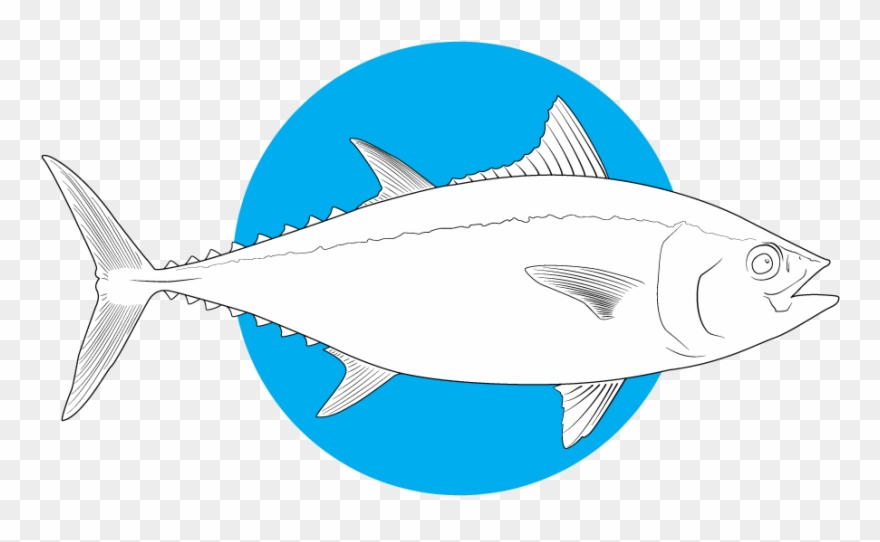 Bluefin Tuna.