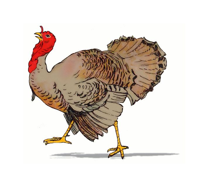 Free Thanksgiving Turkey Clip Art.