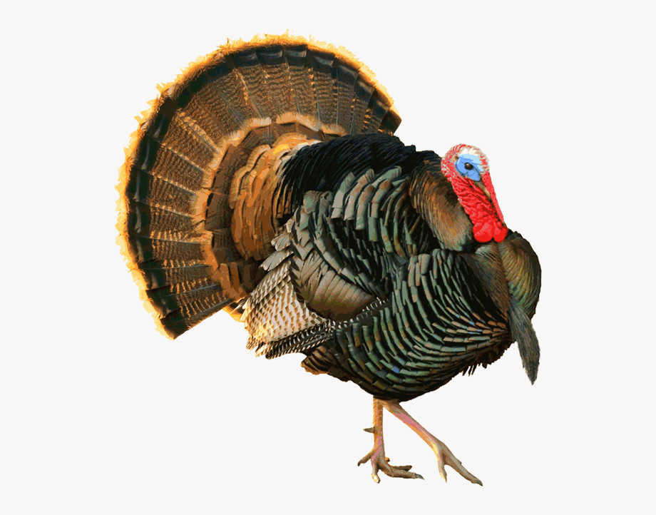 Another Proud Tom Turkey.