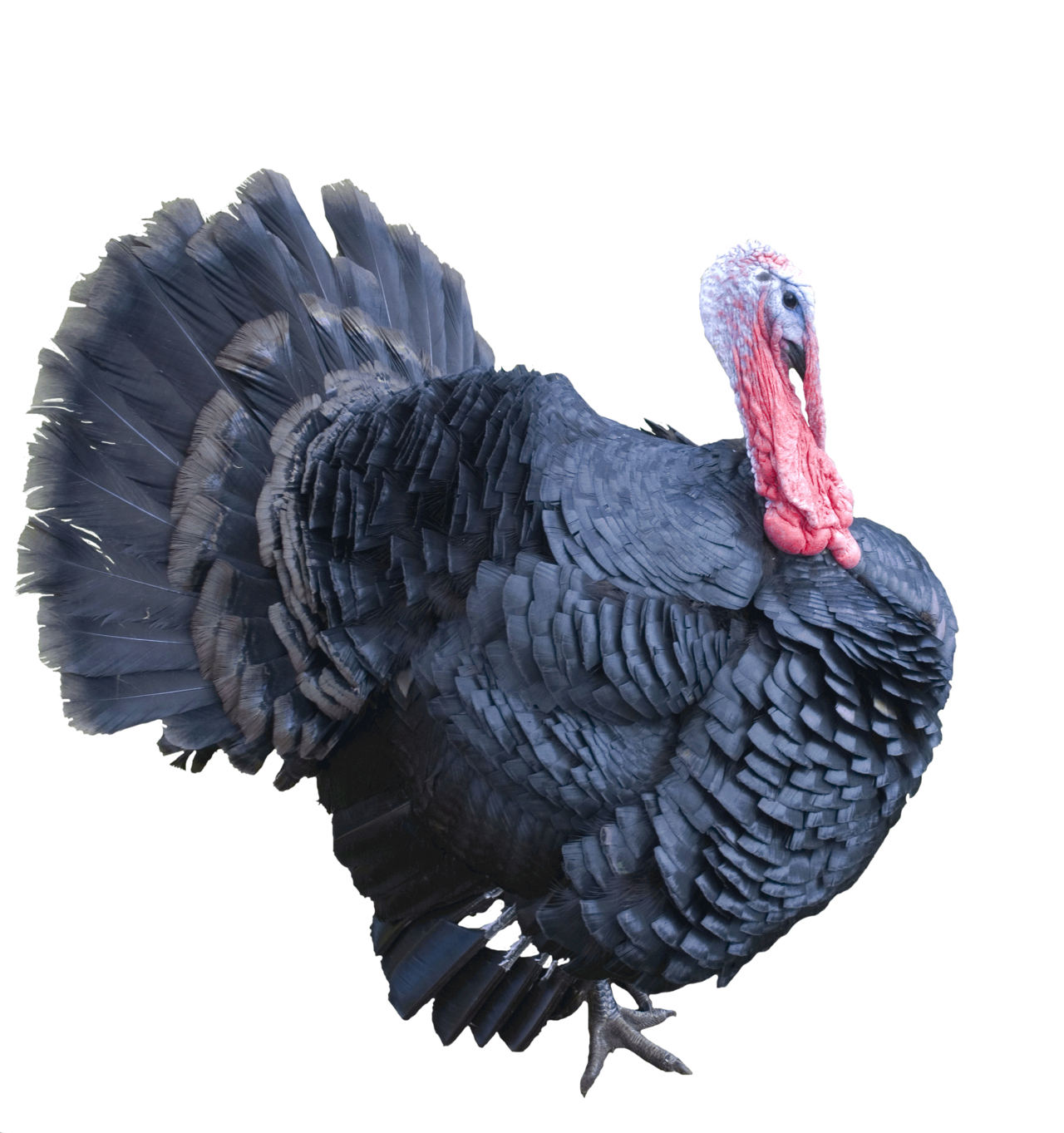 Best Free Turkey Png Image #20356.