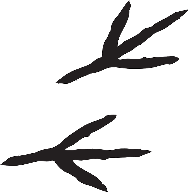 Clipart bird track, Clipart bird track Transparent FREE for.