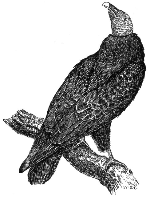 Turkey Vulture.
