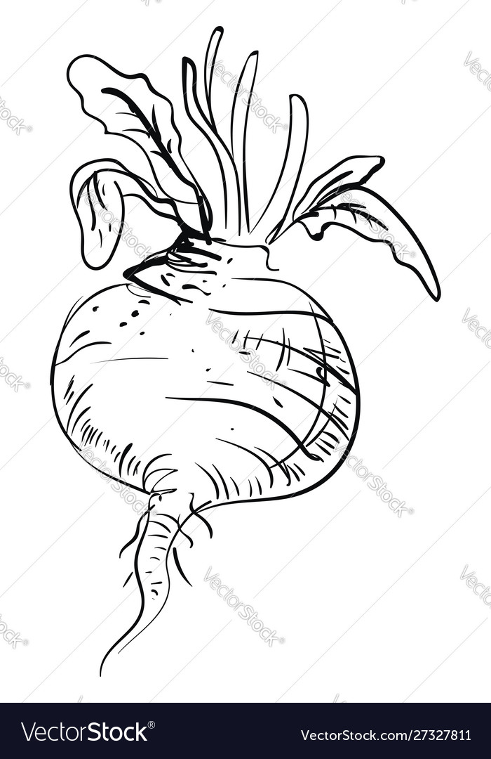Turnip drawing on white background.