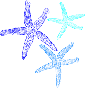 Free Clip art of Blue Starfish Clipart #4258 Best Turquoise.