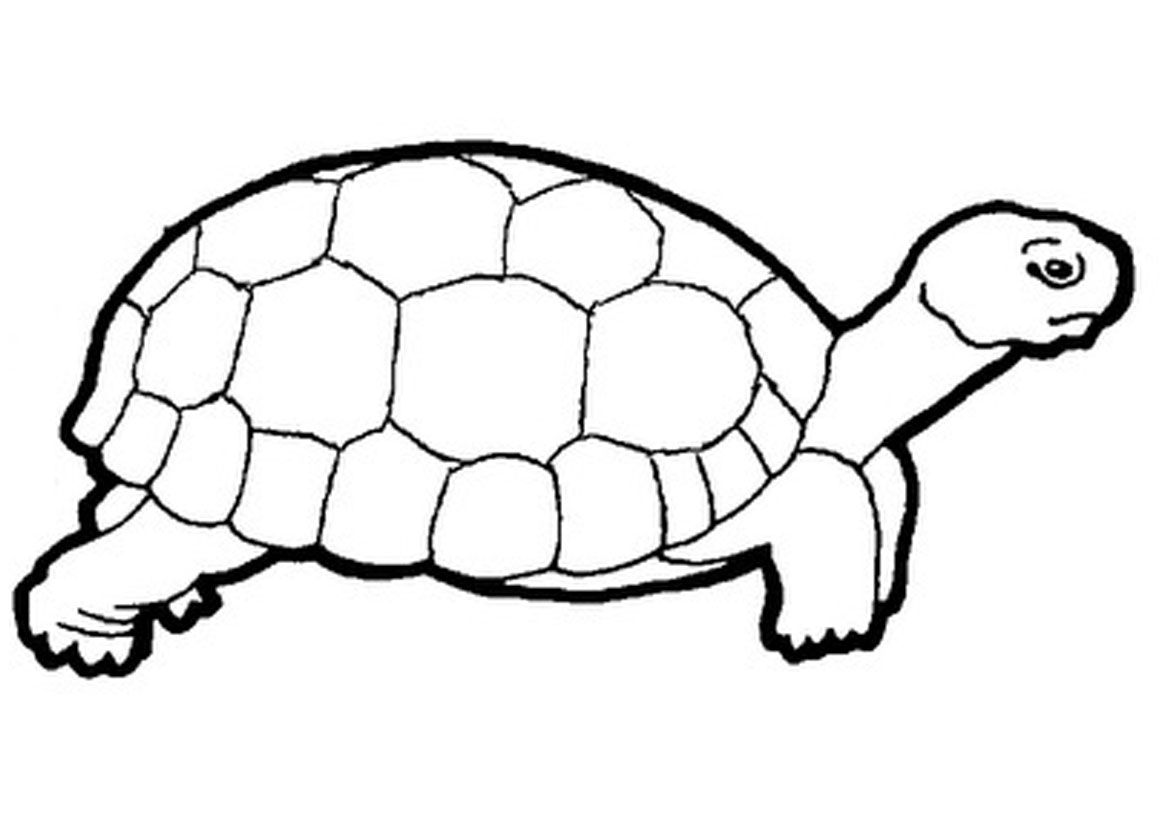 Turtle Clip Art Black And White.