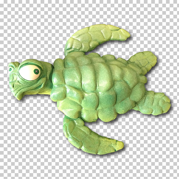 Green sea turtle Tortoise Flipper.