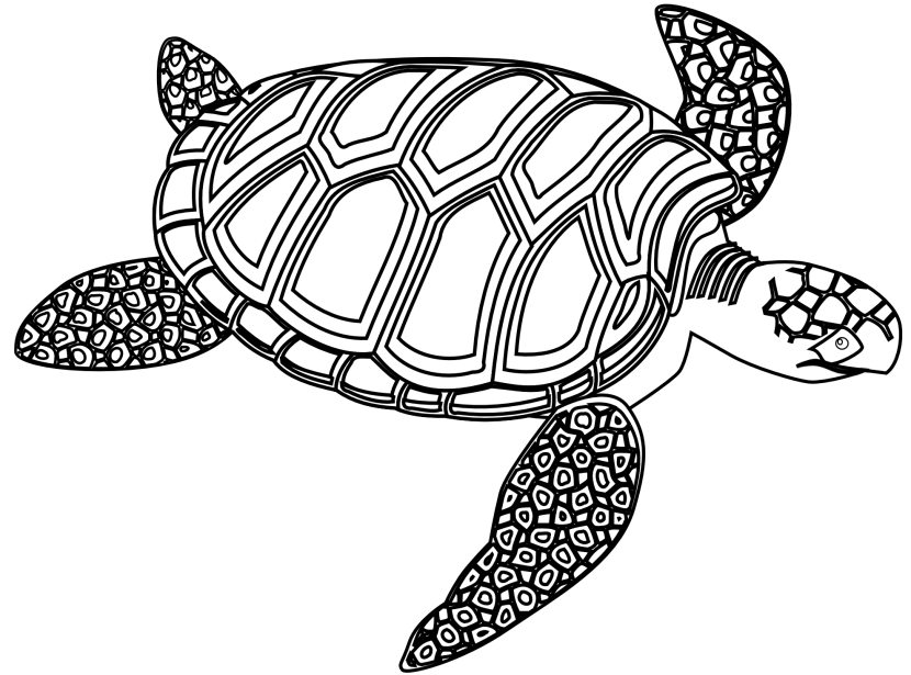 turtle outline clipart black and white 20 free Cliparts | Download