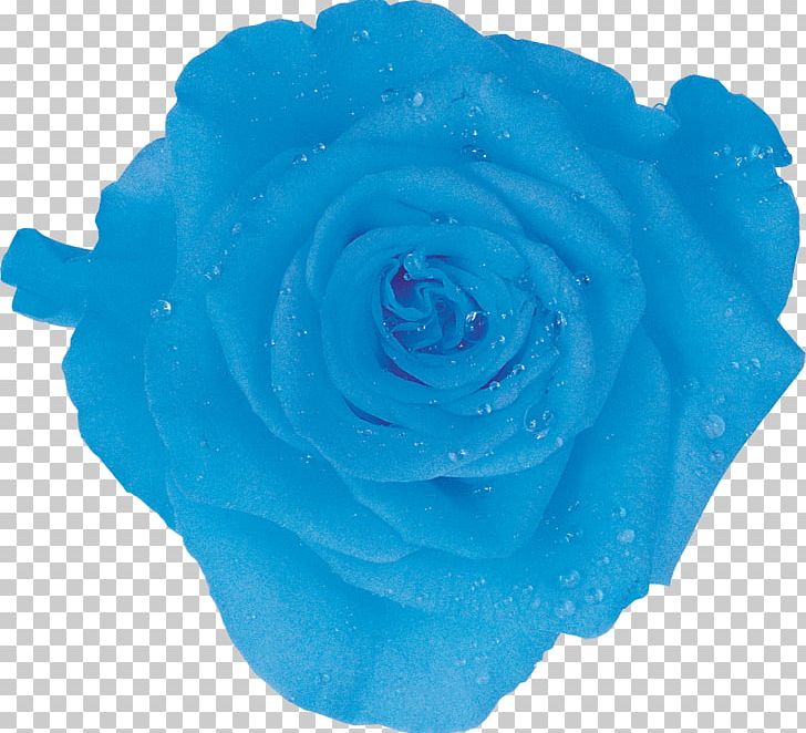 Ice Packs Garden Roses Amazon.com Cooler Blue Rose PNG.