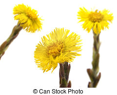 Tussilago Stock Photo Images. 262 Tussilago royalty free images.