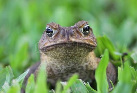 Marine Toad Images & Stock Pictures. Royalty Free Marine Toad.