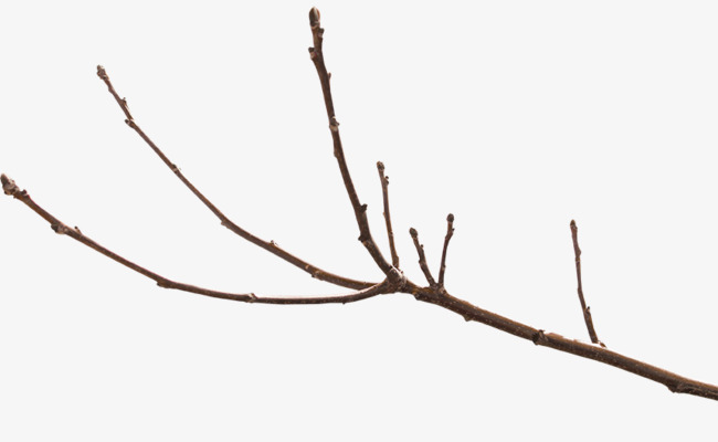 twig clip art 10 free Cliparts | Download images on Clipground 2023