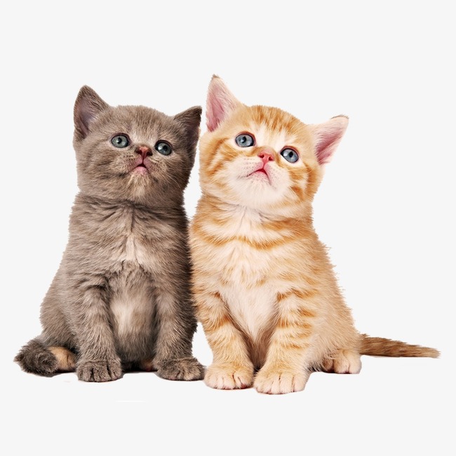 Two Cats Png & Free Two Cats.png Transparent Images #10900.