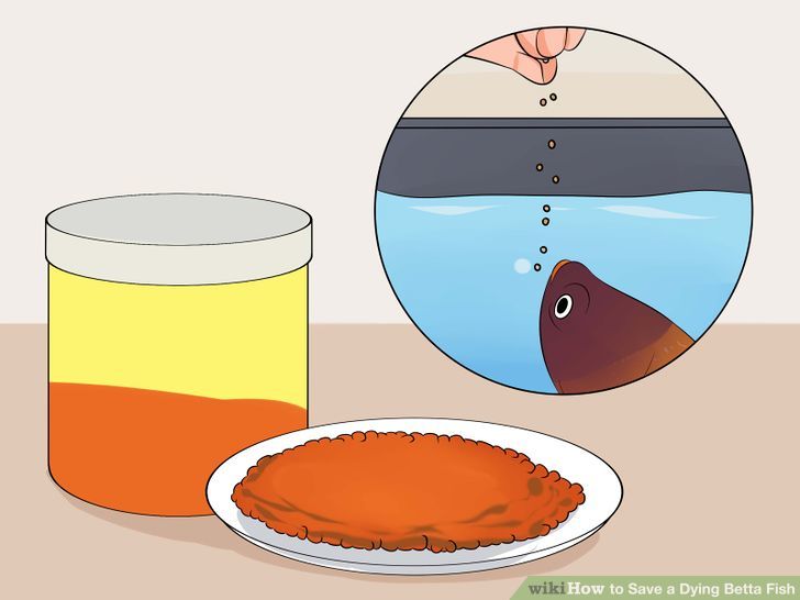 6 Ways to Save a Dying Betta Fish.