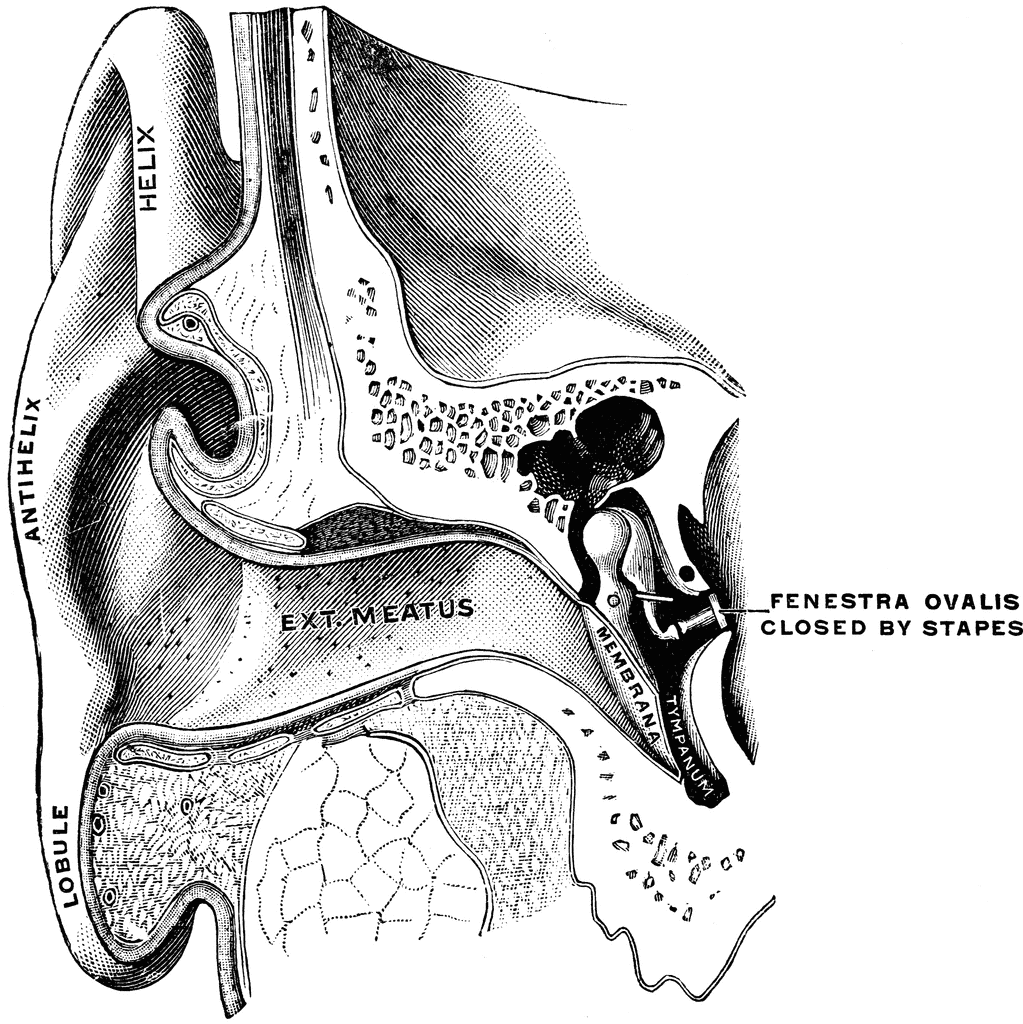 Ear Showing Auditory Canal and Tympanum.