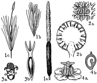 Typhaceae, Pandanaceae, and Naiadaceae Orders.