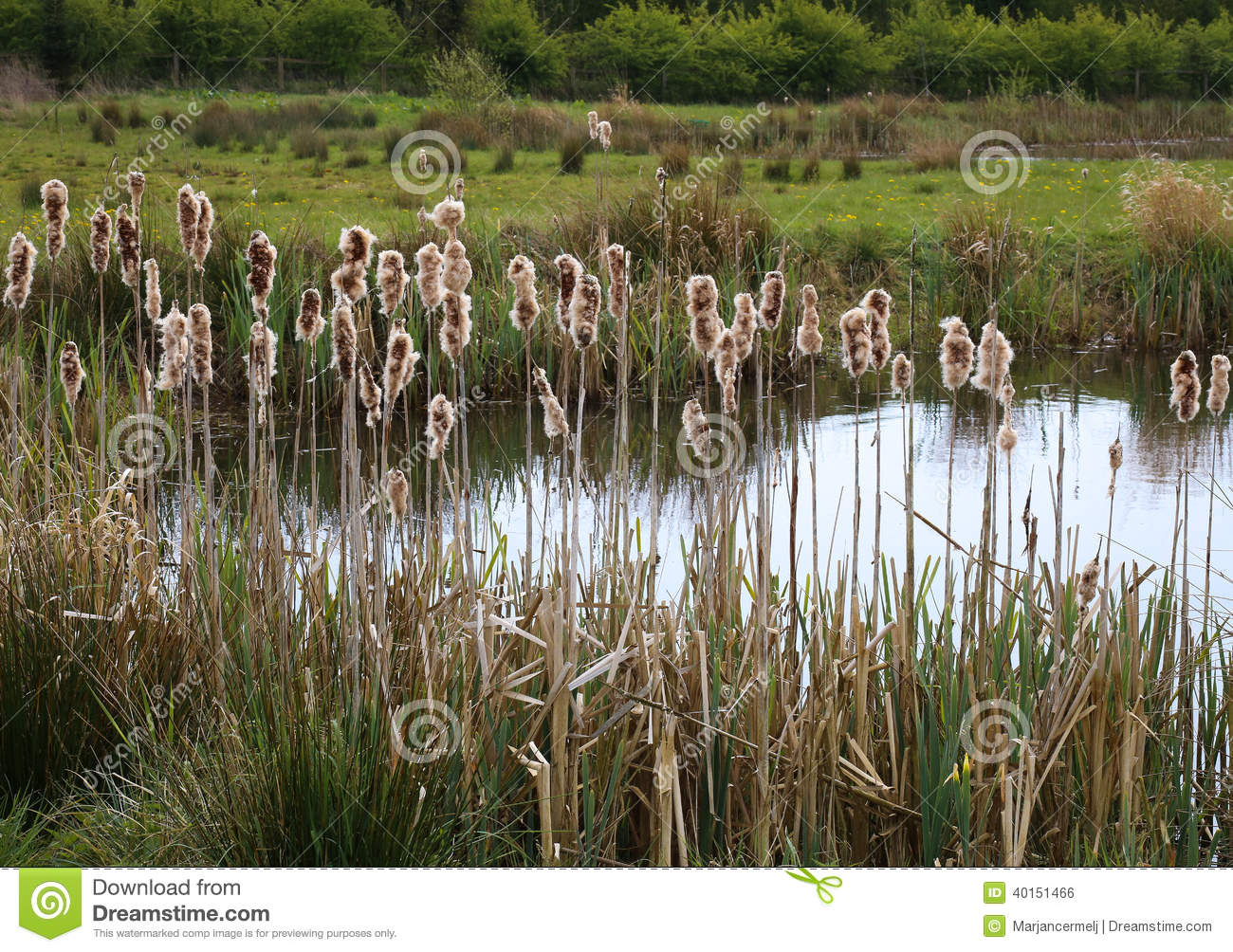 Reed Plants Typhaceae Stock Photo.