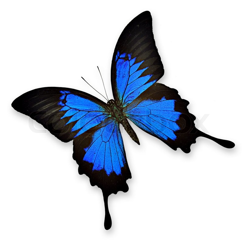 Ulysses butterfly clipart.
