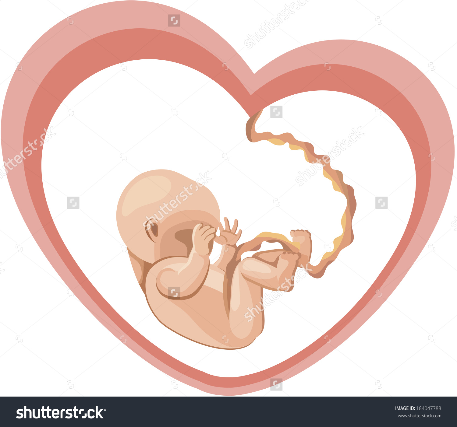 Baby Heartshaped Womb Umbilical Cord Stock Illustration 184047788.