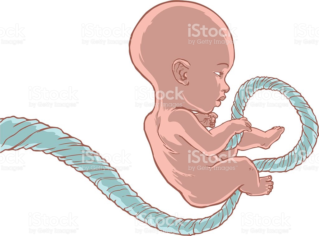 Fully Grown Baby Umbilical Cord Attached stock vector art.