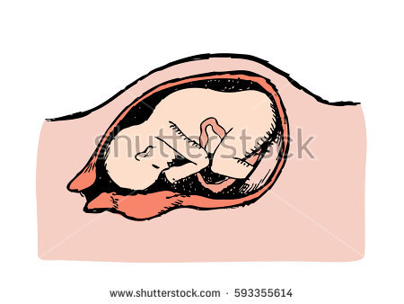 Placenta Stock Images, Royalty.