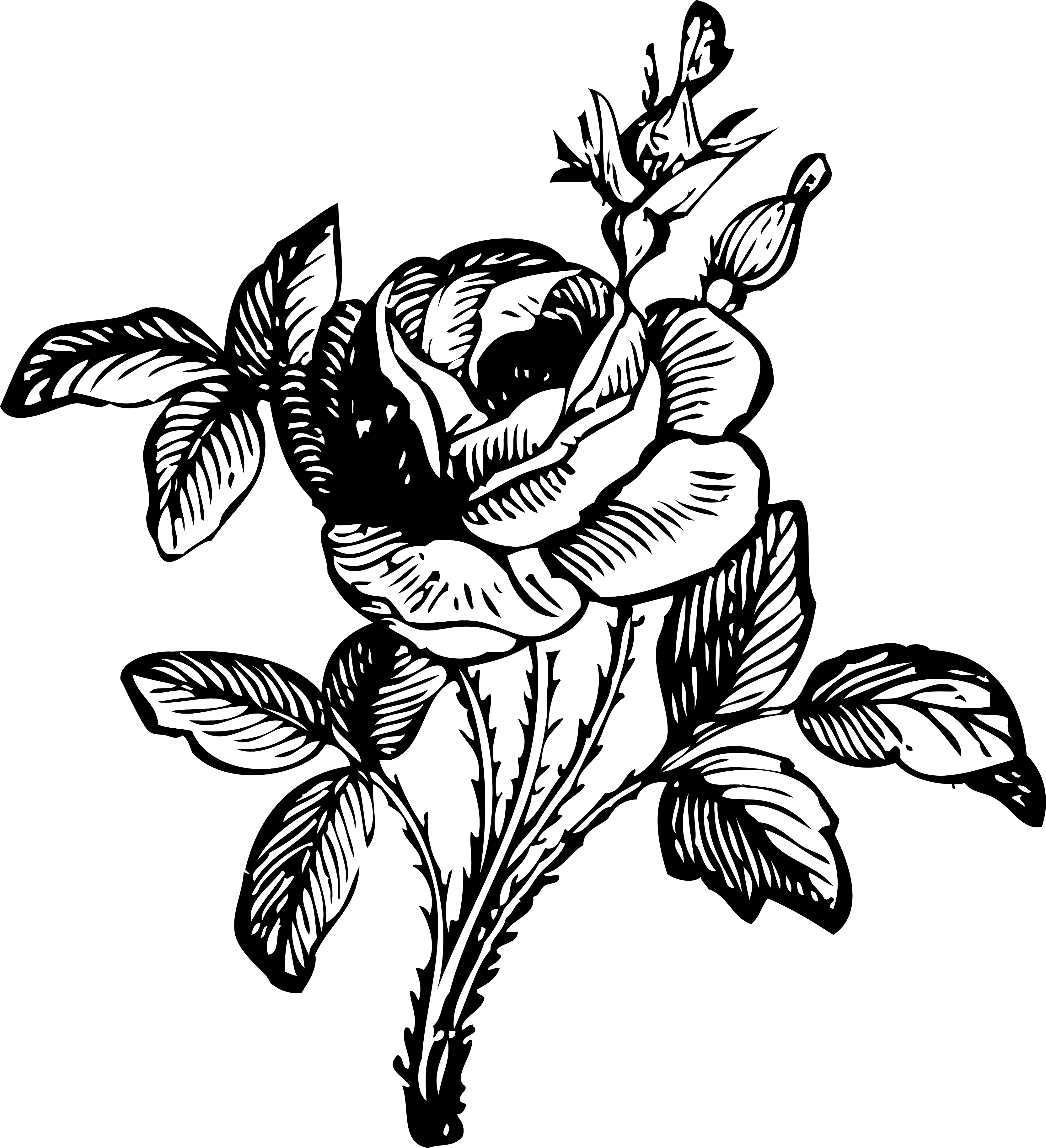 Free Black And White Rose Drawings, Download Free Clip Art.