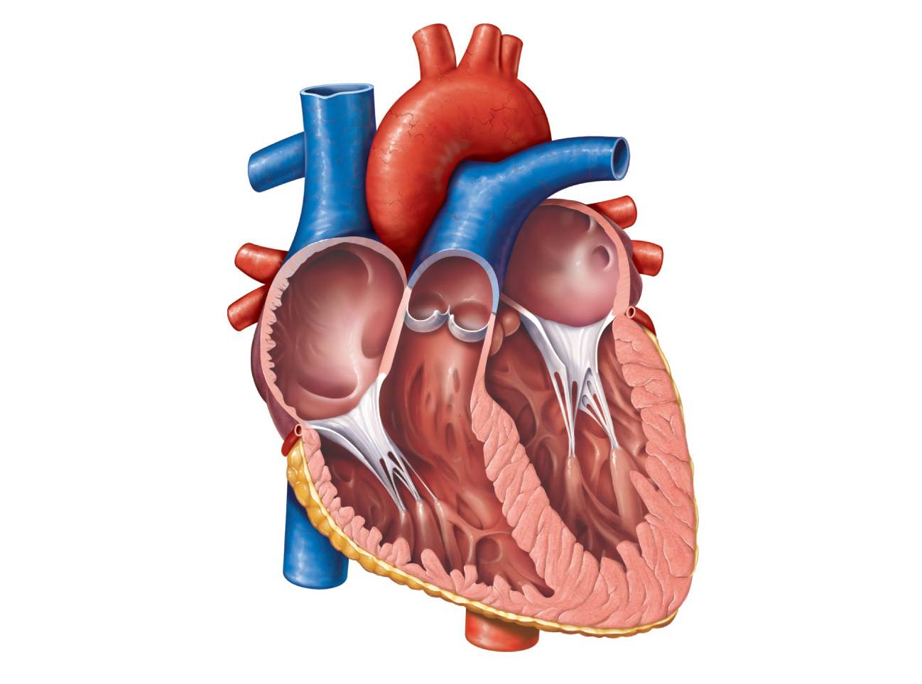 Human Heart Unlabeled.