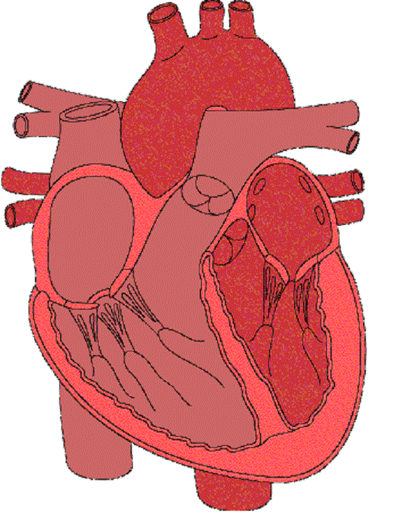 Heart Diagram Clipart.