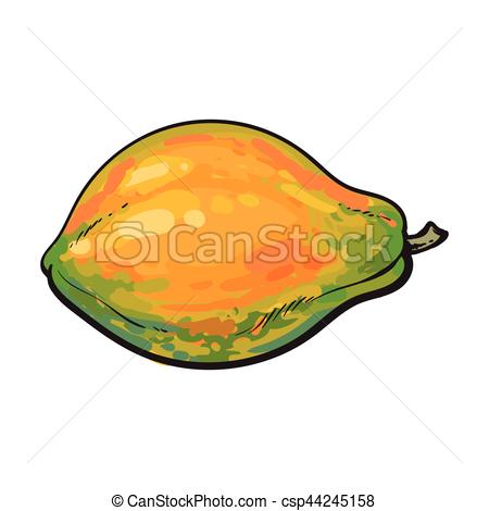 Clipart Vector of Whole unpeeled, uncut papaya tropical fruit in.