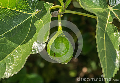 Ripe And Unripe Figs On A Tree Royalty Free Stock Images.