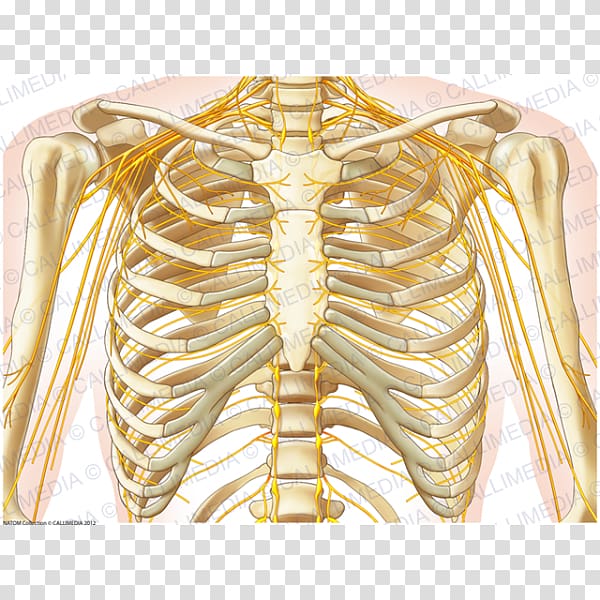 Thorax Upper limb Bone Subcostal nerve Human body, Skeleton.