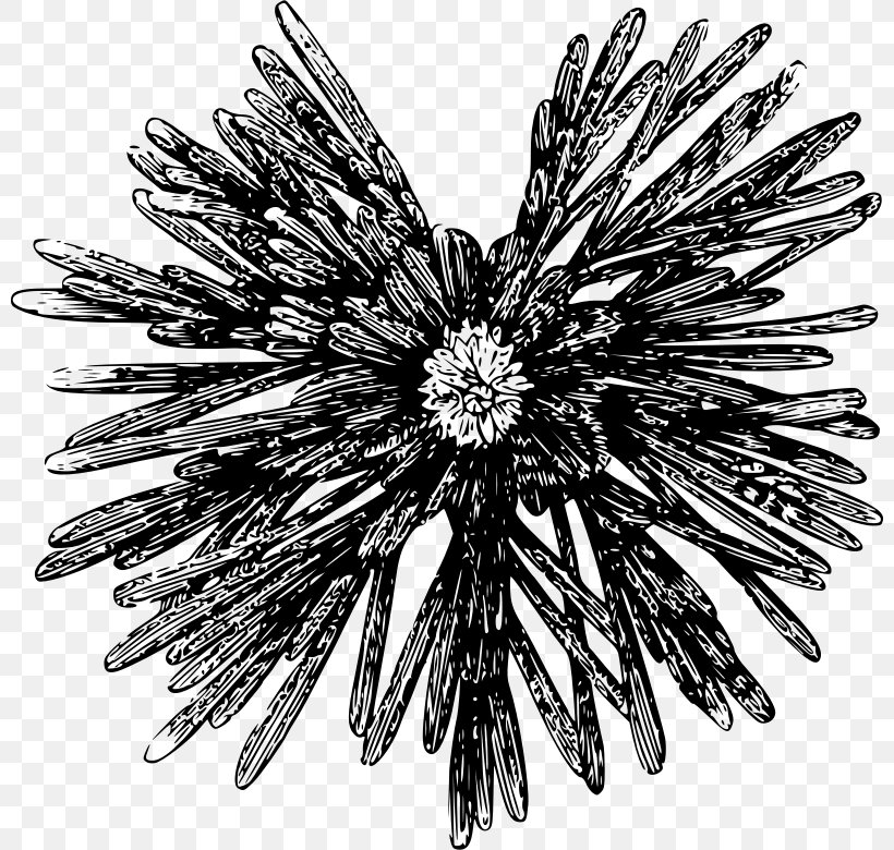 Sea Urchin Clip Art, PNG, 800x780px, Sea Urchin, Black And.