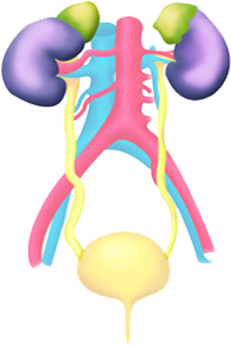 Kidney clipart urinary system, Kidney urinary system.