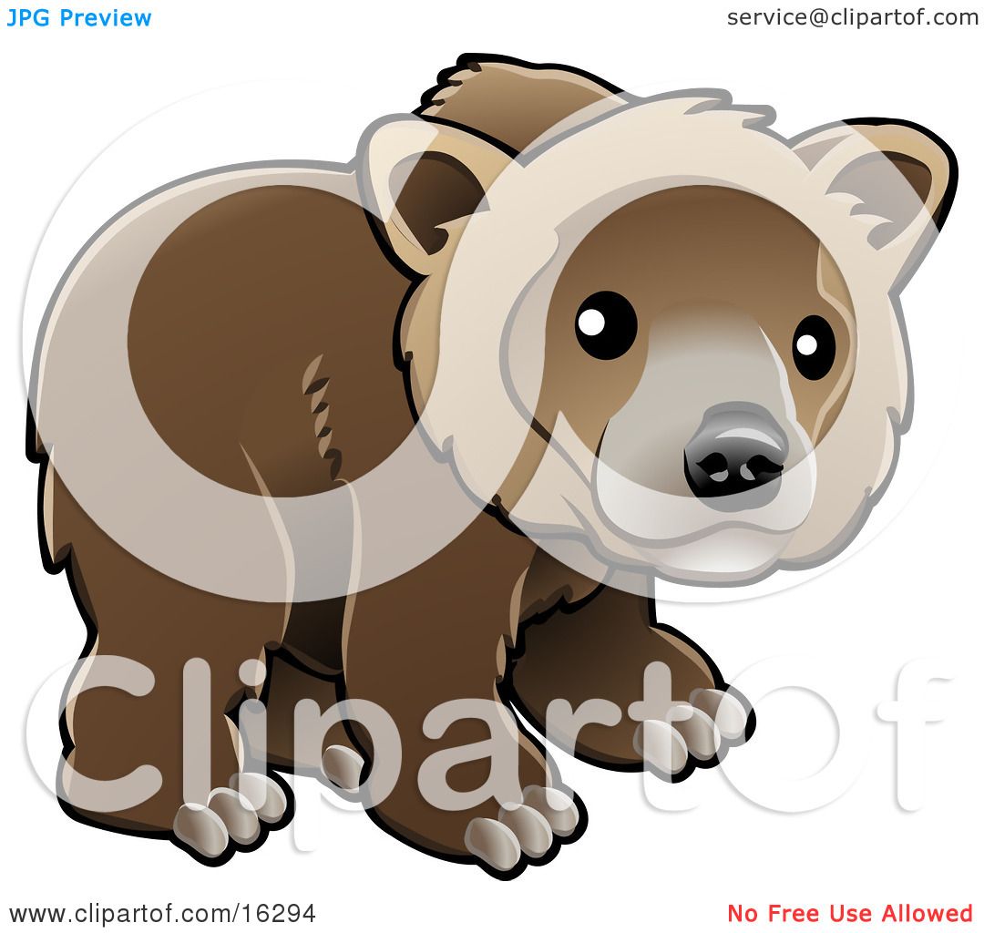 Kodiak Bear (Ursus Arctos Middendorffi), Brown Bear (Ursus Arctos.